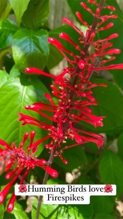 Firespike a Butterfly Favorite! Loxley Plant Stand Open! 1