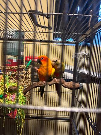 Two Conures For ReHoming (Astoria)63866980458753120