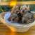 10-week-old Yorkie Puppies 3 thumbnail
