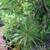 Gingers, Lilies, Bromiliads, Swiss Cheese (see list various prices) 11 thumbnail