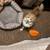 Kitties for rehoming 2 thumbnail