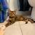 Bengal Kitten for Sale (Female) 6 thumbnail