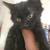 Beautiful Kitties in Need of Good Home 2 thumbnail