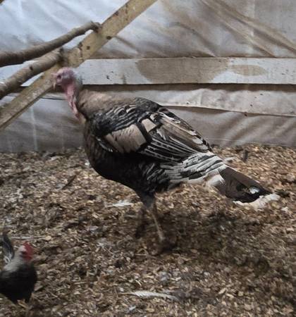 Male Turkey for sale 1