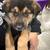 German shepherd puppies available 12-20-2025 1 thumbnail
