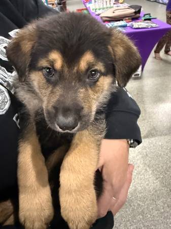 German shepherd puppies available 12-20-2025 1