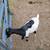Boer goats 1 thumbnail