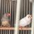 Finches 2 thumbnail