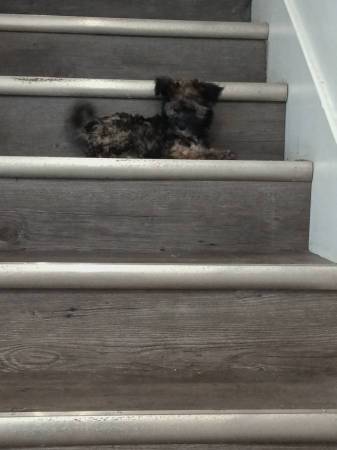Fluffy 1