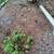 Tree and Stump Removal Needed 4 thumbnail
