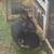 Rabbits 1 thumbnail
