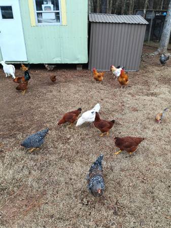Laying hens/Chickens 1