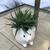 Zebra & Flow succulents in cute animal planters 7 thumbnail