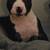 DOG TRAINING CLASSES 2 thumbnail