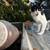 Kittens available for rehoming. 7 thumbnail