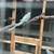 Ringneck bird 4 thumbnail