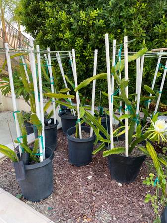 Assorted Dragon Fruit Trees 1