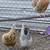 Easter Egger/Ameraucana chicks 24 thumbnail