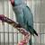 Indian Ringneck Parakeet Pair 9 thumbnail
