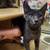 Available for adoption! Goldie & Papis' Animal Rescue 20 thumbnail