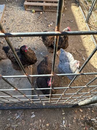 4 English Orpington Laying Hens 1