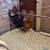 Roosters -- Gallos 7 thumbnail