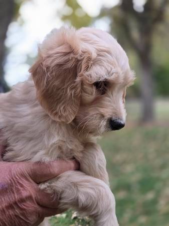 Golden Doodle (Garretson)64280092079363121