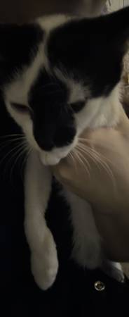 Free Kitten (Farmington)63902738724227123