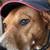 CUSTOM BUILT BARREL DRUM DOG HOUSES 9 thumbnail
