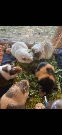 Rehoming 4 sweet piggies63689210094467120