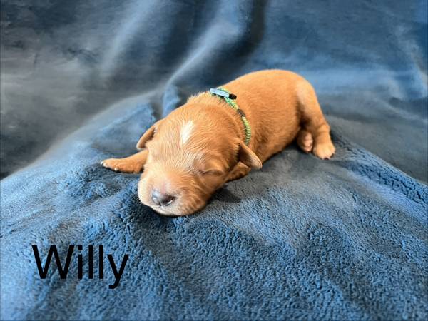 Golden mountain doodles64213051176195120