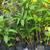 Assorted 'Starter' Tropicals For Sale! 1 thumbnail