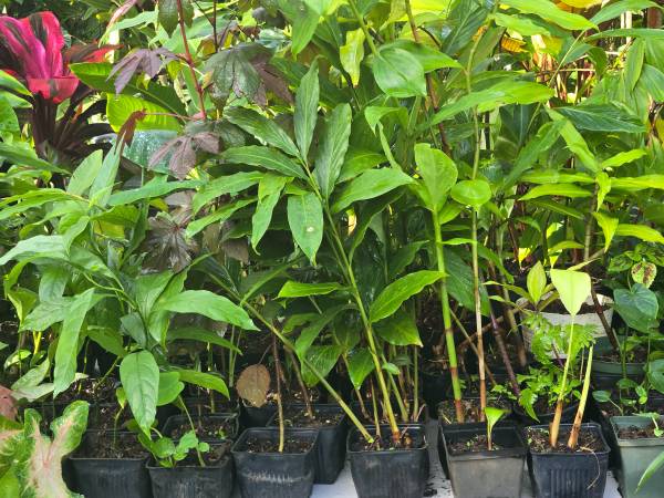 Assorted 'Starter' Tropicals For Sale! 1
