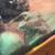 Uromastyx 1 thumbnail