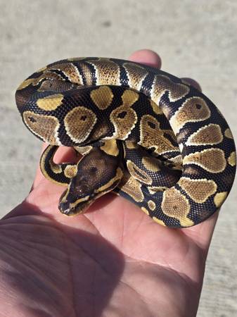 Baby Ball Python $15 (Kennewick)63827961774339120