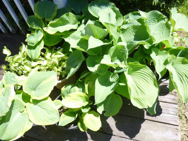 Hosta 1