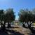 Large Mature Olive Trees 6 thumbnail