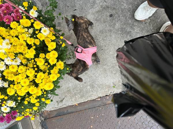 Happy Playful Small dog (BayRidge)63875423510019120