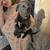 Mixed breed puppies 3 thumbnail