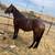 Thoroughbred Mare 1 thumbnail