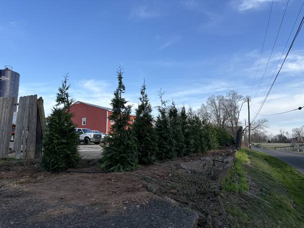 Green Giant Arbs for Privacy Screen - $250 (Doylestown)63442981007105123