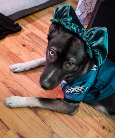 Beautiful 1 year old Shepsky in need of a good home (Bronx)63699012391809121