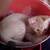 8 week old kittens need furever home 6 thumbnail
