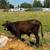Steer 1 thumbnail