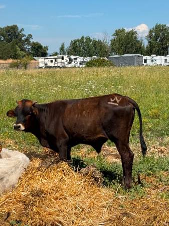 Steer 1