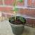 Indoor Plants 6 thumbnail
