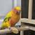 Sun Conure 1 thumbnail