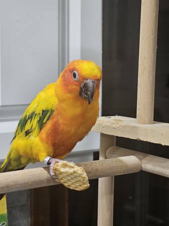 Sun Conure 1