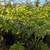 Australian Tree Fern 22 thumbnail