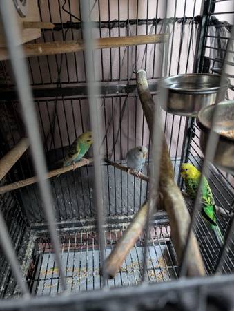 Rehoming Parakeets (North Olmsted)63872020575873120